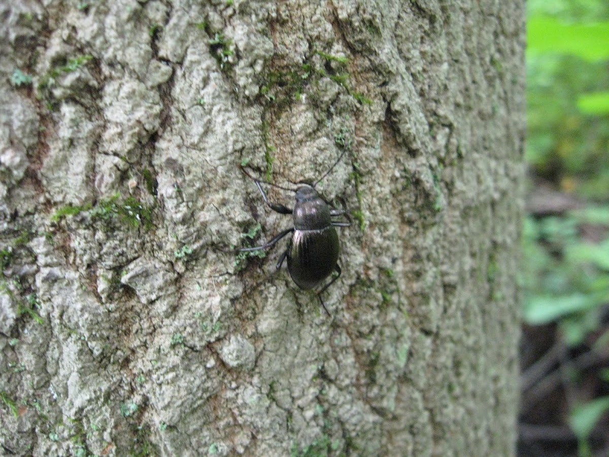 Domed Beetle