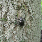 Domed Beetle