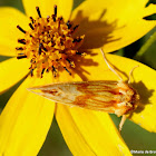 Goldenrod stowaway moth