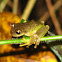 Rana arborícola, Tree frog