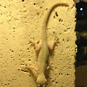 Common House Gecko