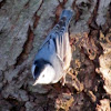 white breasted nuthatch