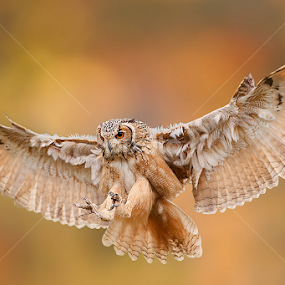 Owl by Stefano Ronchi - Animals Birds