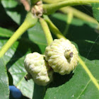 Burr Oak Acorns (baby)