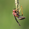Carolina Wasp
