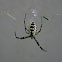 Black and yellow garden spider