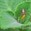 Striped Lynx Spider