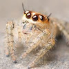 Juvenile Jumping Spider