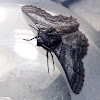 Varied Grey Moth