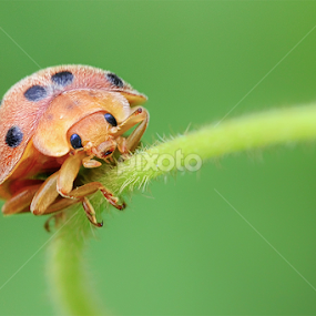 Pik Kepik by Fabianus Duddy - Animals Insects & Spiders
