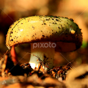 mushroom in the forest by Sarah Kriegler - Nature Up Close Mushrooms & Fungi