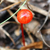 Red Fungi