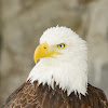 bald eagle