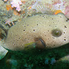 Immaculate pufferfish