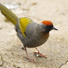 Chestnut-crowned Laughingthrush