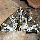 Geometrid moth