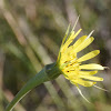 Salsify Flower