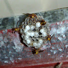 Paper wasps