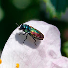 Willow Jewel Beetle