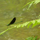 Green-winged damselfly