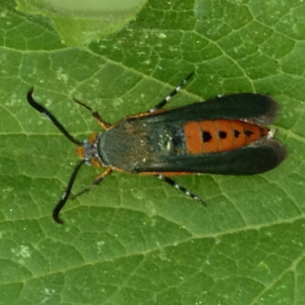 Squash Vine Borer Moth | Project Noah