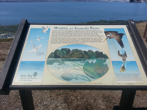 Wild Life at Alameda Point