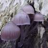 Purple tree toadstool