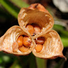 Liliaceae capsule