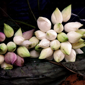 by Deep Chanda - Flowers Flower Arangements