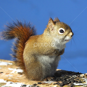 by Christiane Ouellet - Animals Other
