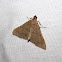 Hermiininae moth