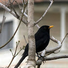 Eurasian Blackbird- השחרור