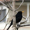 Eurasian Blackbird- השחרור
