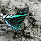 Green Urania moth