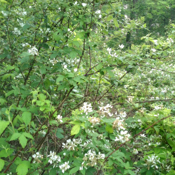 Wild Rose Project Noah