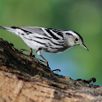 warblers of florida