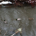 Mallard ducks