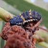 Common spotted ladybird larva