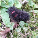 Giant Leopard Moth Caterpillar