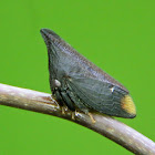 Thorny treehopper