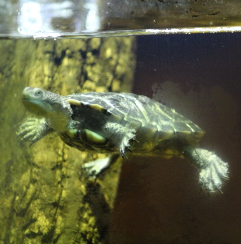 Eastern Snake-necked Turtle