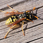 European paper wasp; Avispa cartonera