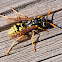European paper wasp; Avispa cartonera