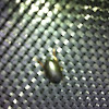 Water beetle
