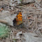 Question Mark Butterfly