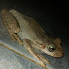 Hispaniola Tree Frog