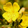 Southern sundrops
