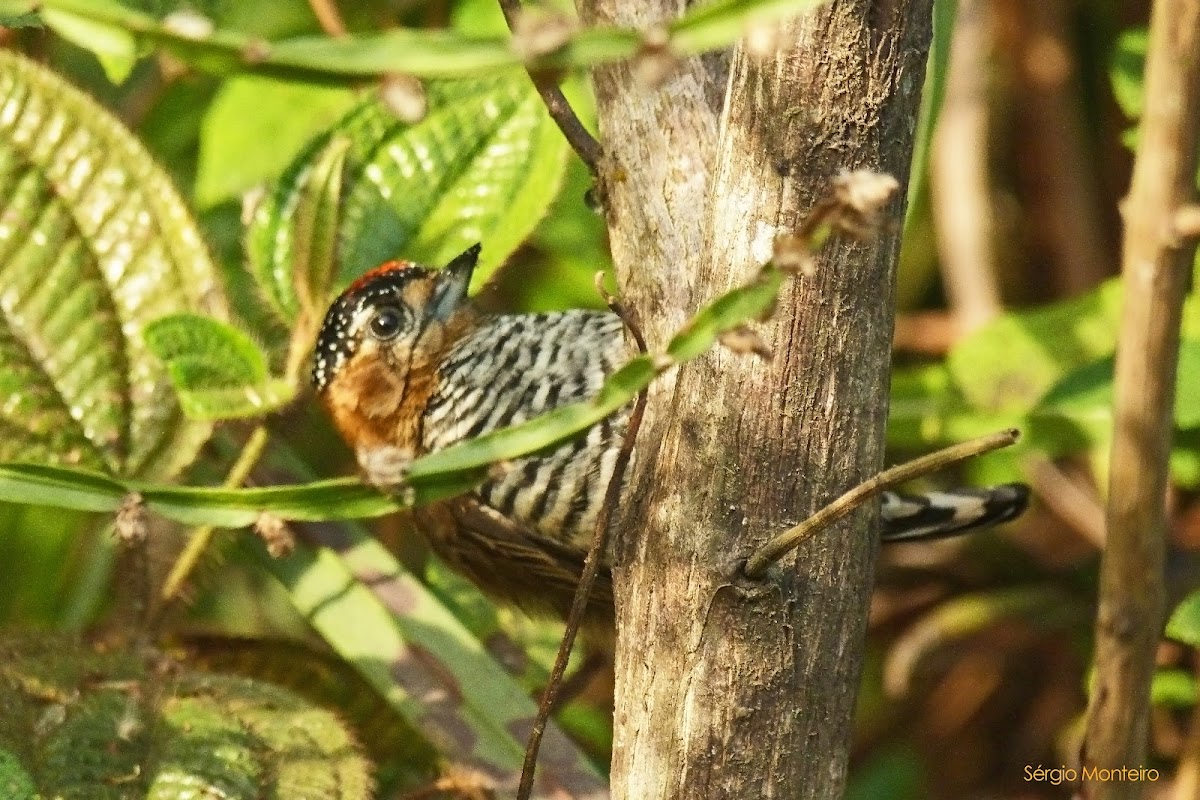 Pica-pau-anão-de-coleira, macho (Ochre-collared Piculet, male)