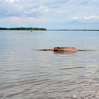 Delfín Rosado/Pink River Dolphin