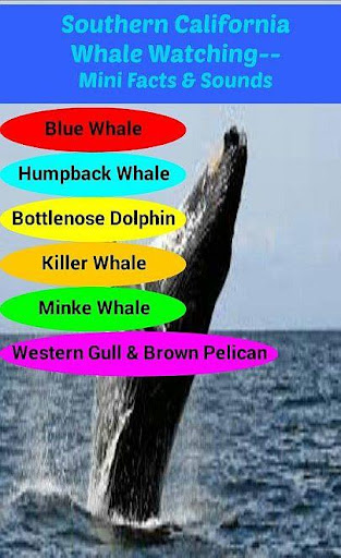 Southern CA Whale Watching App